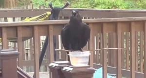 crow, fish crow, makeshift tool, Instagram