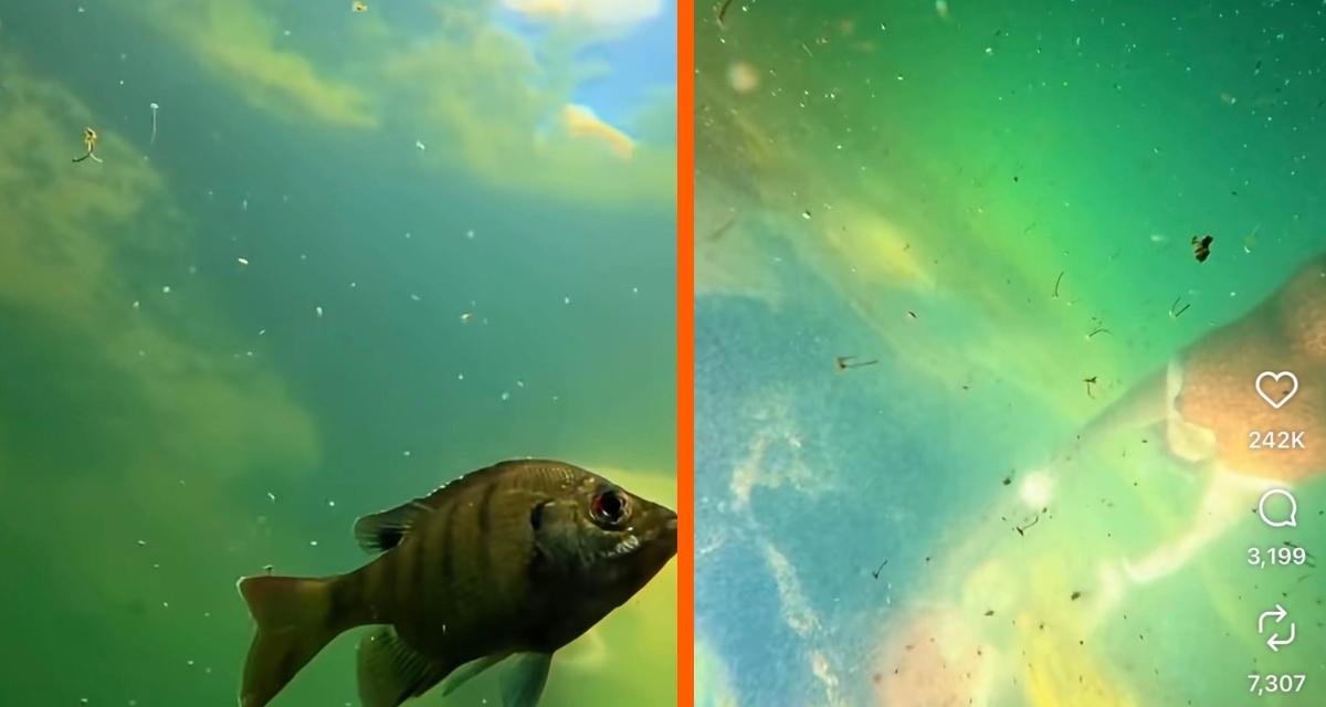 Person with self-described ‘funny body shape’ posts breathtaking videos underwater