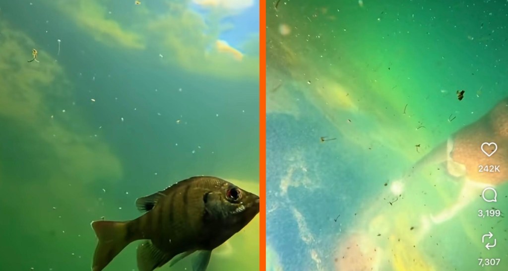 Shoog McDaniel, Sugar McD, fish, Florida Springs, Duckweed Spring