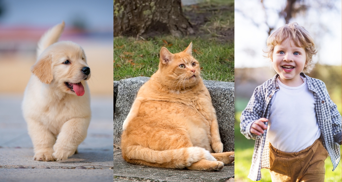 A study tested cats and dogs to see if they’d help humans in trouble. We love cats anyway.
