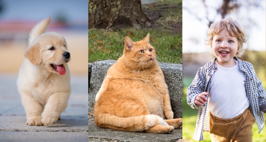 dogs, cats, toddlers, science, prosocial behavior