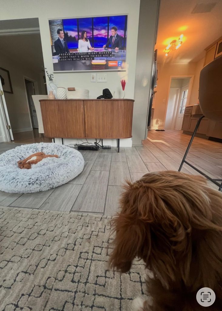 television, local news, dog, pets, routine