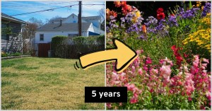 Garden, cottage, transformation, wildlife, astroturf