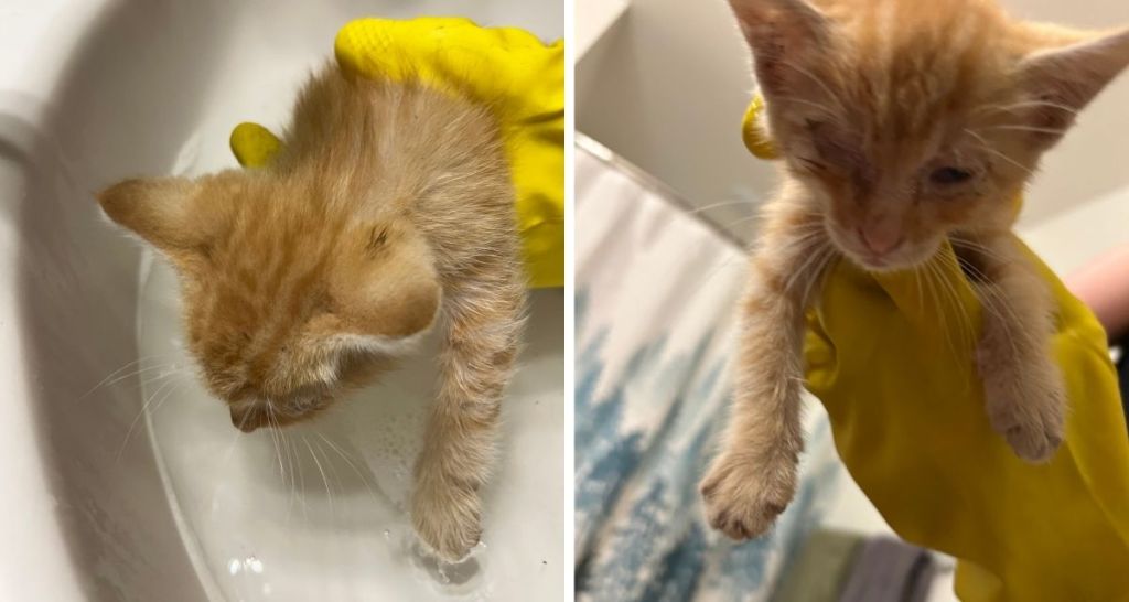 fleas, kitten fleas, flea bath