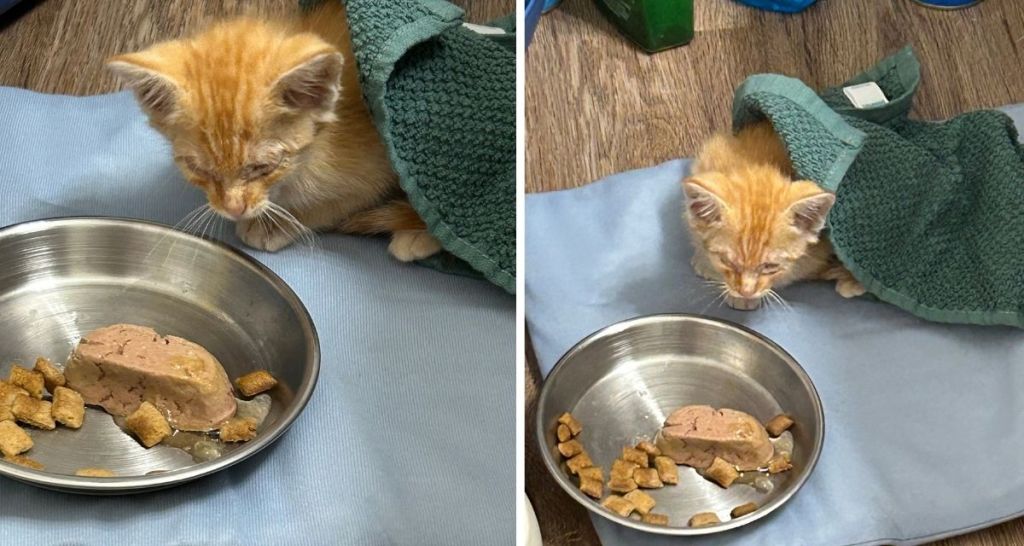 kitten food, kitten eating, rescue kitten