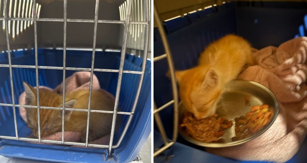 kitten, stray cat, cat rescue