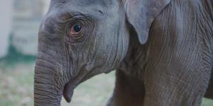 Elephant Image of Linh Mai
