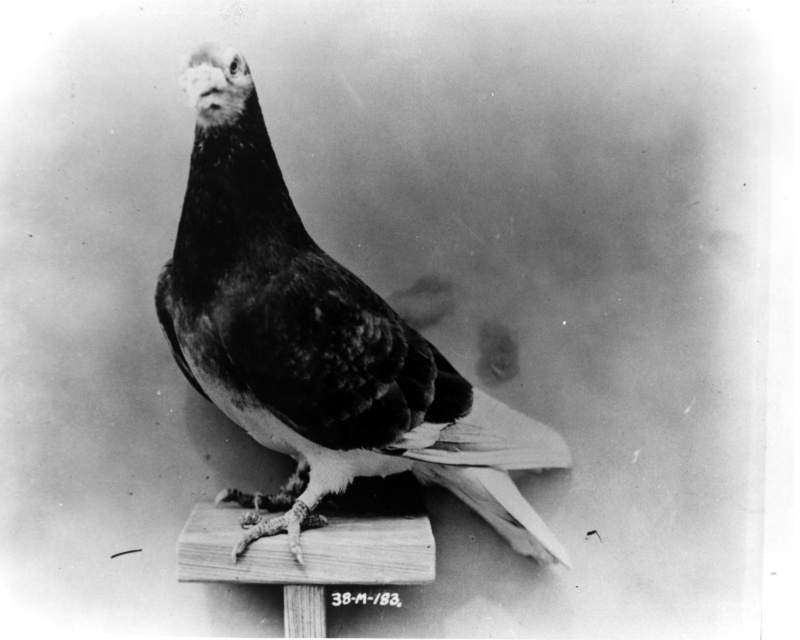 carrier pigeon, war pigeon, WWI, WWII, Kaiser