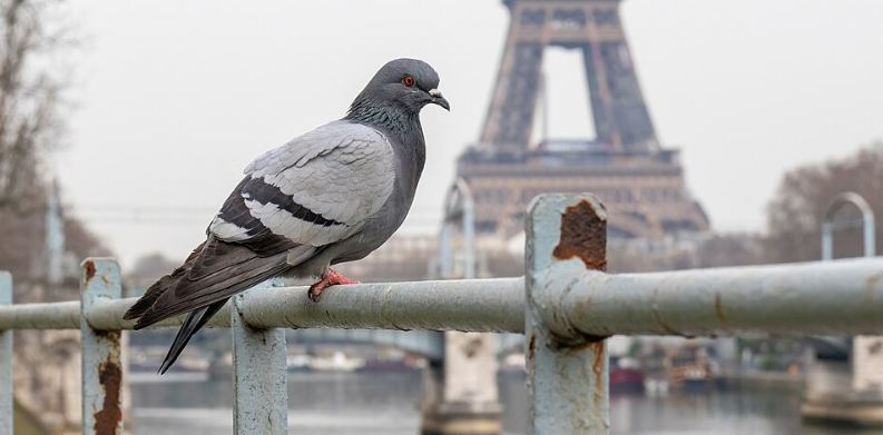 pigeon, paris, tower, paris, france