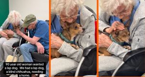 chihuahua, dog adoption, lap dog, elderly, dog rescue