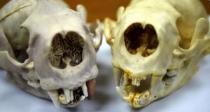 skeleton, skull, purple skeleton, purple skull, purple bones, sea otter