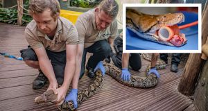 Jodie Foster, Jodie Foster snake, cancer treatment