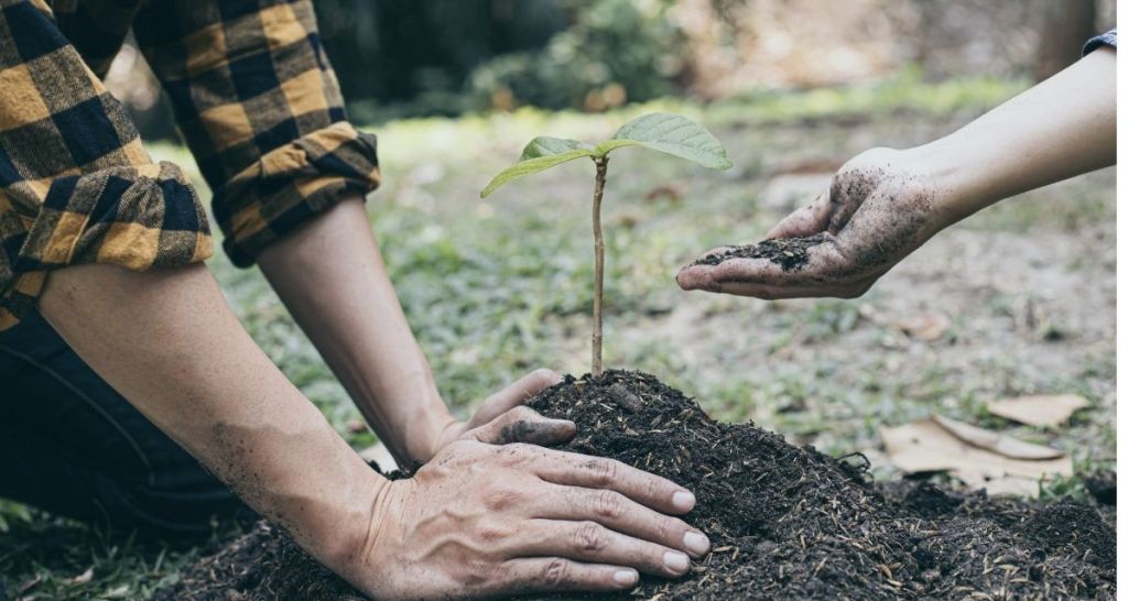 planting trees, desertification, environment