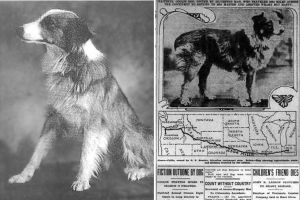 dogs, dog rescue, missing dog, animals, pets, bobbie the wonder dog, oregon, indiana, famous dogs, celebrity dogs, celebrity animals