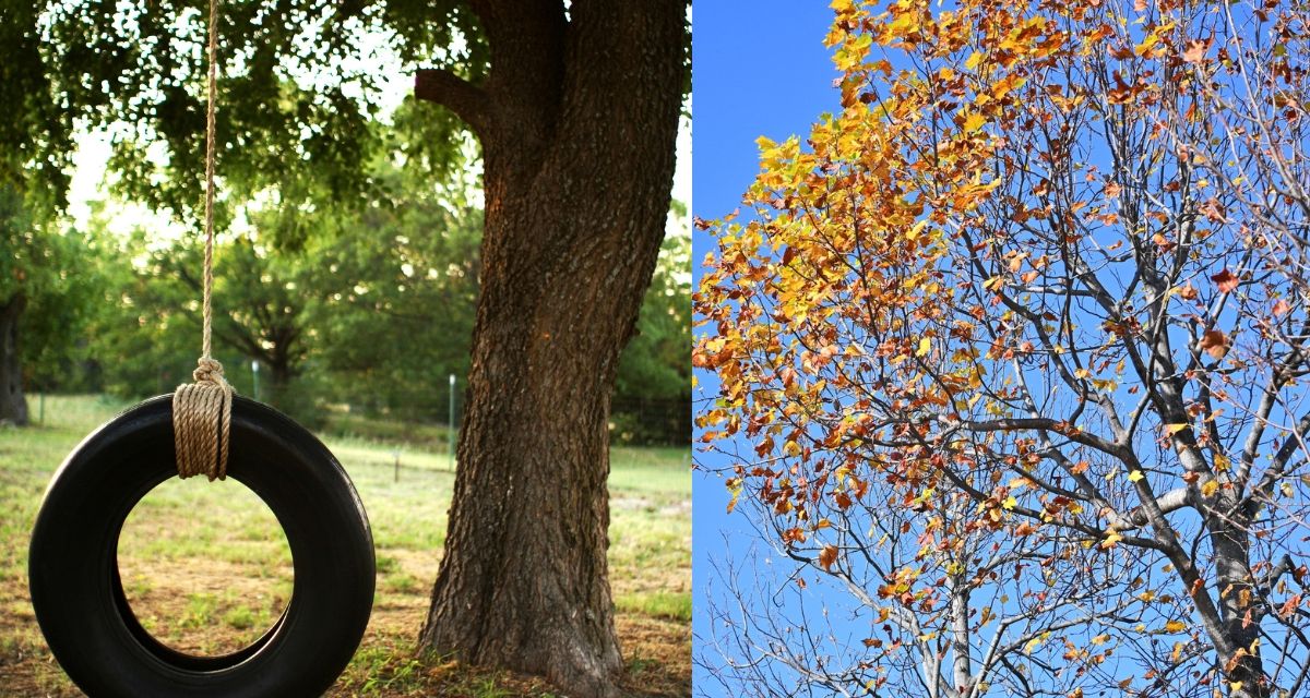 tulip tree, oak tree, childhood memories, swing tire, trees
