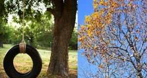 tulip tree, oak tree, childhood memories, swing tire, trees