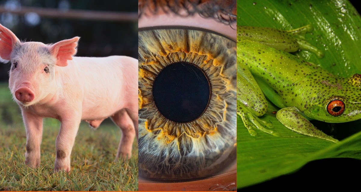 pig, frog, optical illusion, Pete Firman