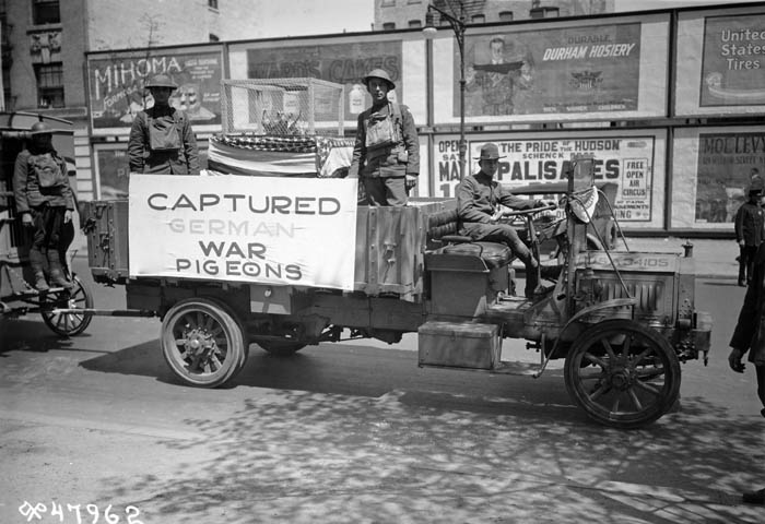 victory parade, WWI, war pigeons