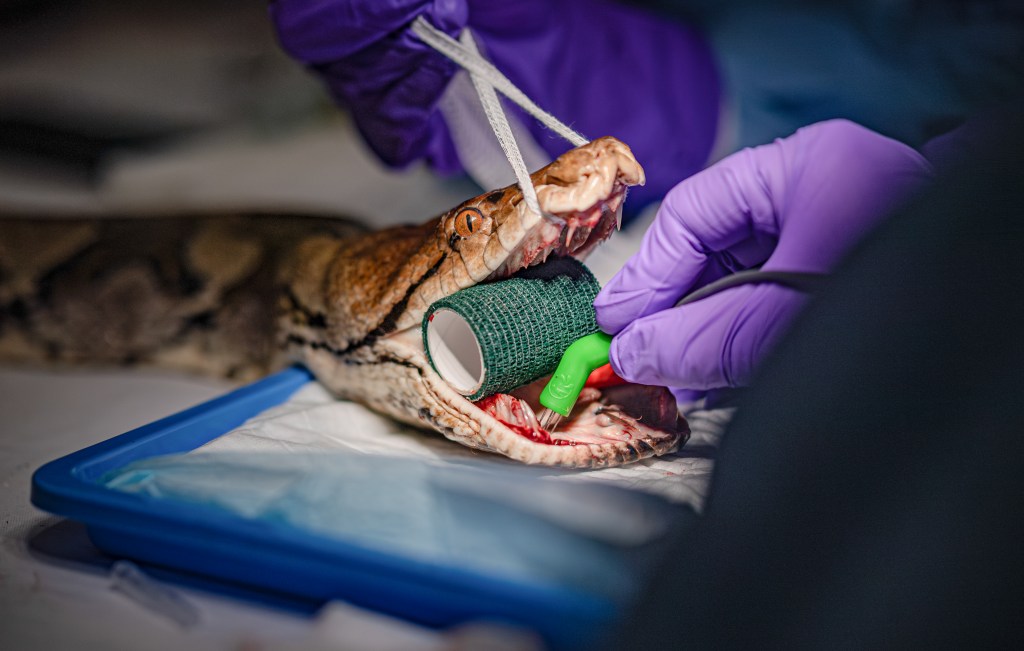 Jodie Foster, Jodie Foster snake, veterinary medecine