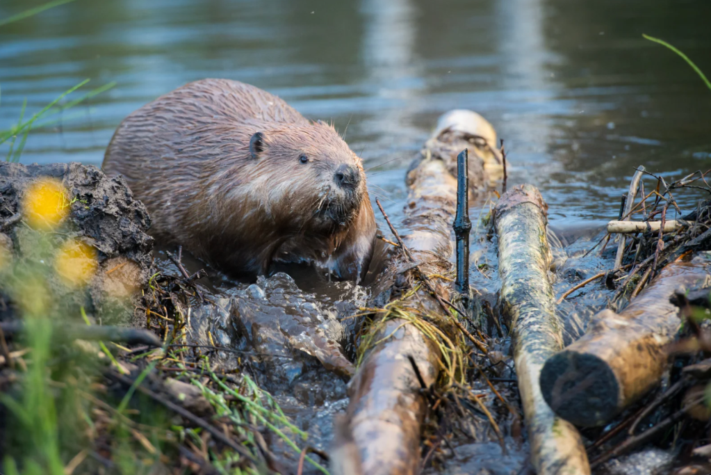 A beaver in a river building a dam.
