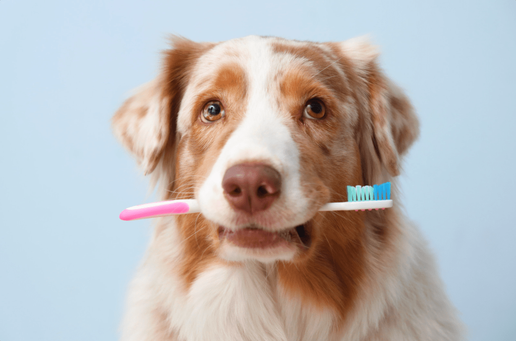 Red merle Australian Shepherd looking at the camera with a pink toothbrush held sideways in its mouth, against a pale blue background.