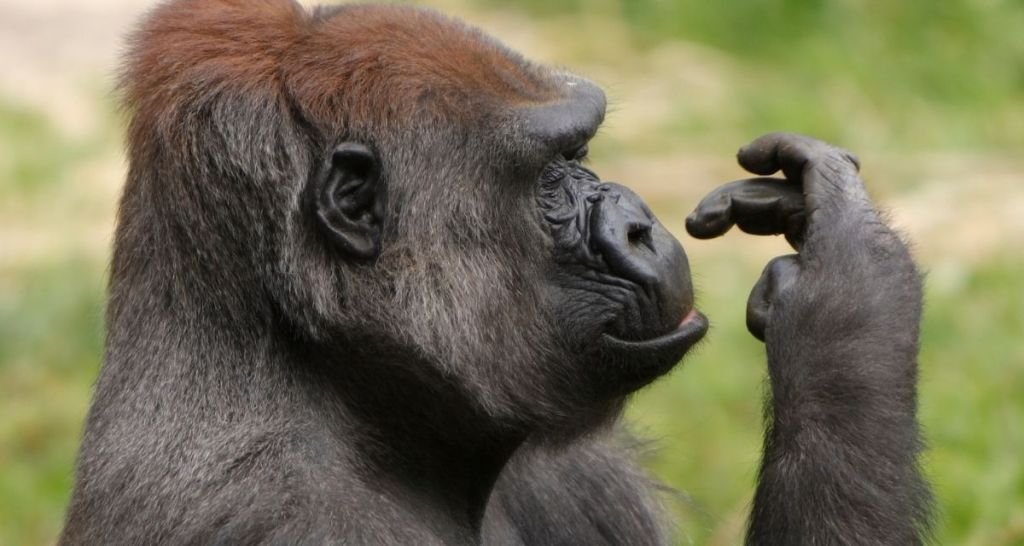 human evolution, human language, science