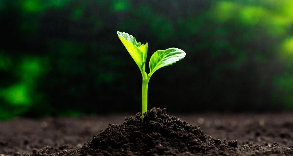 Mars, plant seeds, science