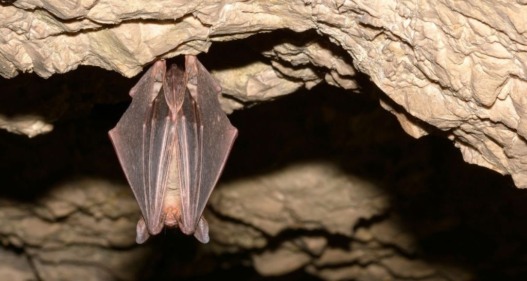 nebraska, bat, wildlife