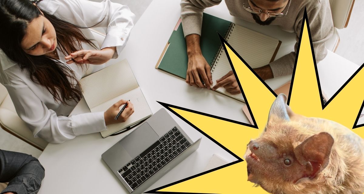 Teeny tiny bat found 100 miles from home in Nebraska office, takes most adorable photoshoot