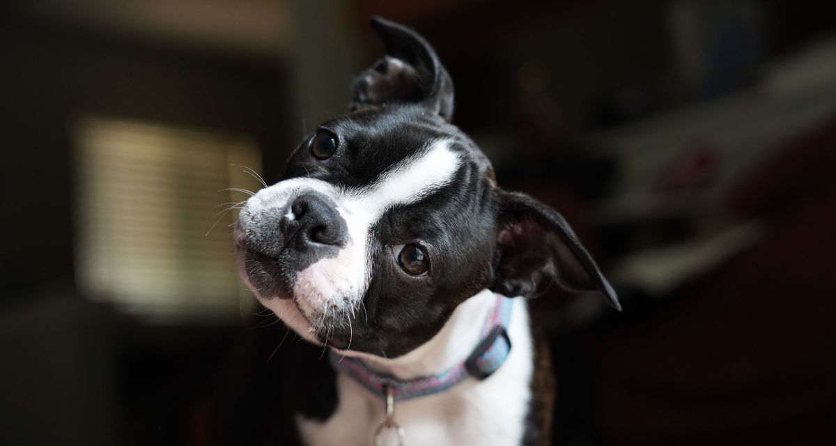 dog, house, listening, head tilt, cute