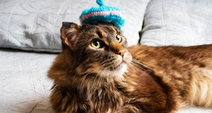 French, cat, linguistics, How to kill an hour podcast