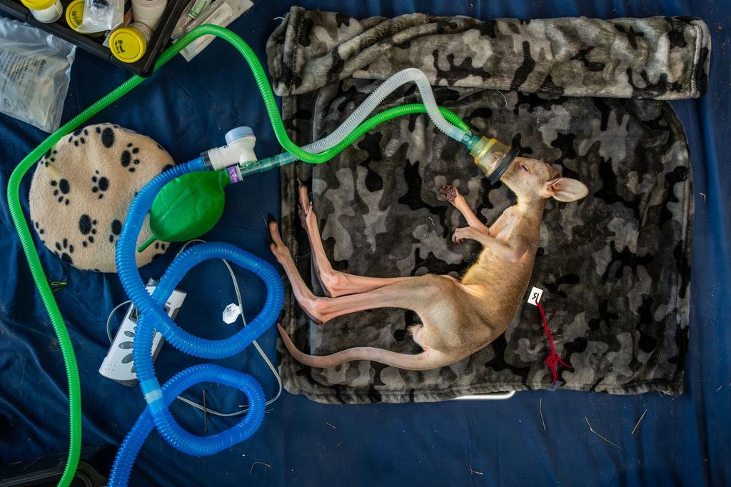 kangaroo, baby, veterinarian, oxygen, bed