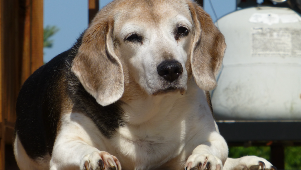 A man lost track of his late dad’s beagle for 10 years. Then a Florida rescue scanned her microchip.