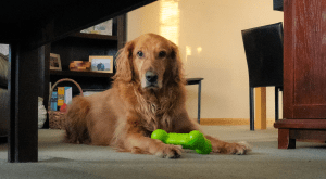 nature, funny, pets