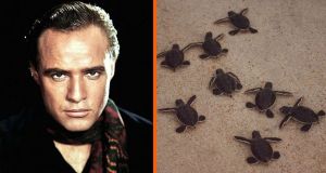 marlon brando, brando, green sea turtle, sea turtle, french polynesia
