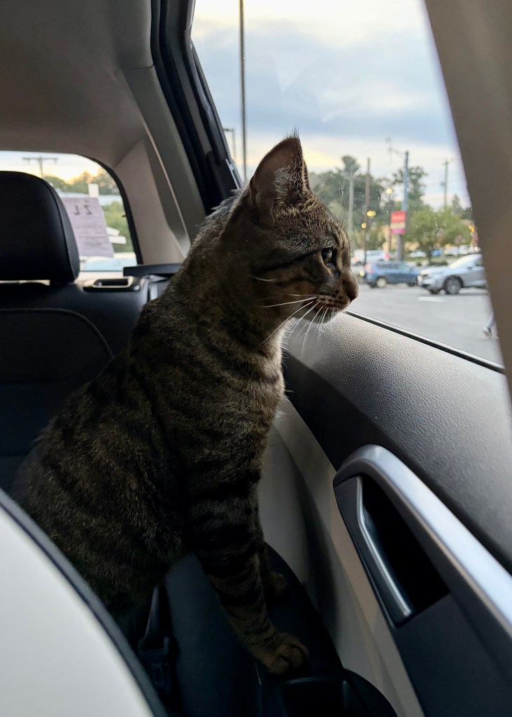 gofundme, foster cat, cat