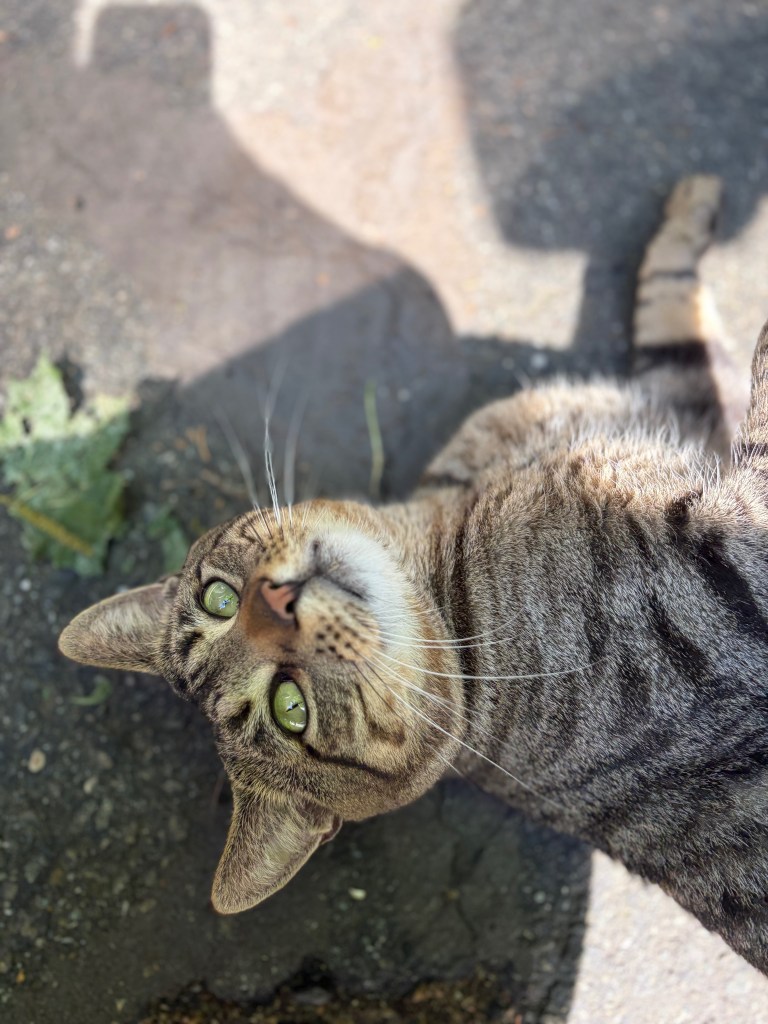 gofundme, foster cat, cat