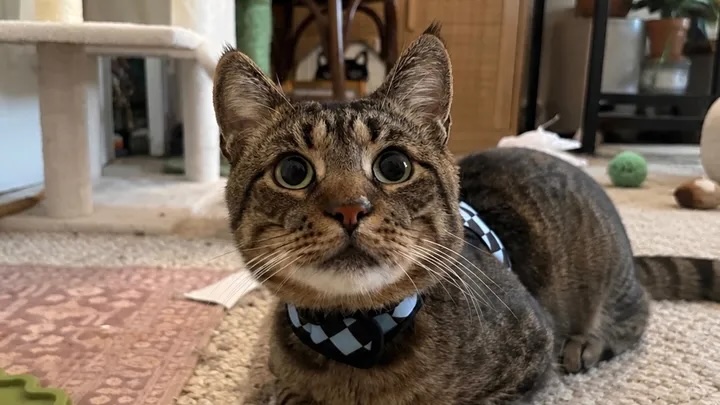gofundme, foster cat, cat