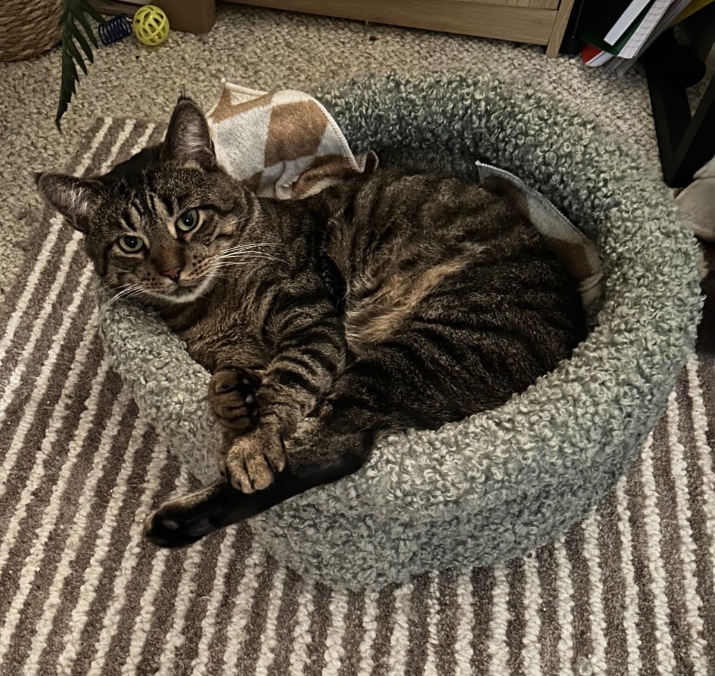 gofundme, foster cat, cat