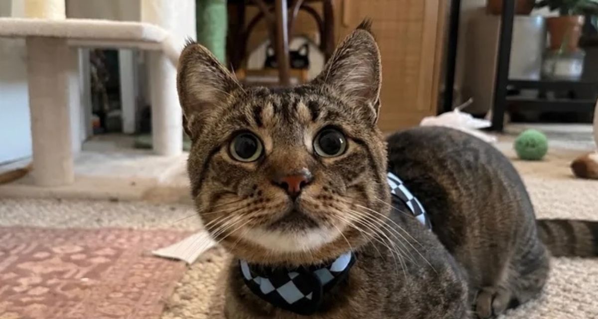 gofundme, foster cat, cat