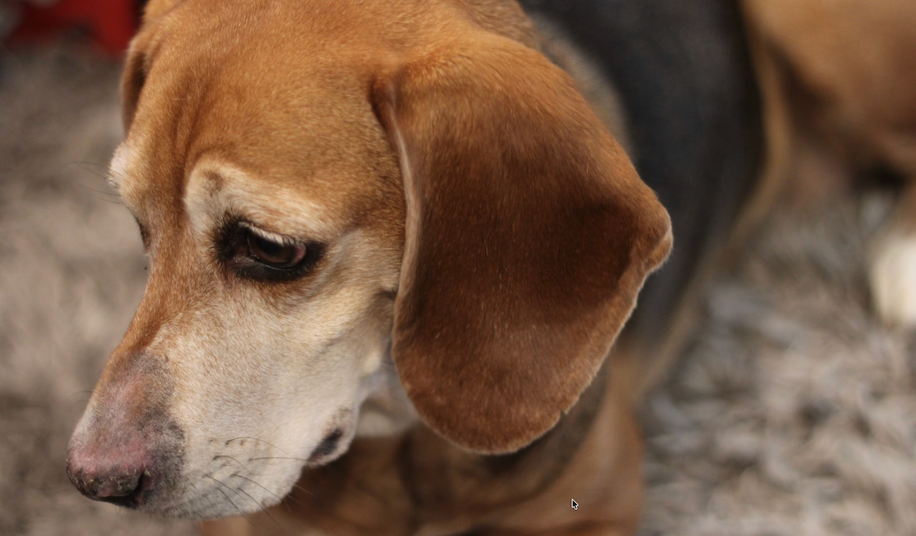 Animals, pets, rescue dog