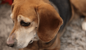 Animals, pets, rescue dog