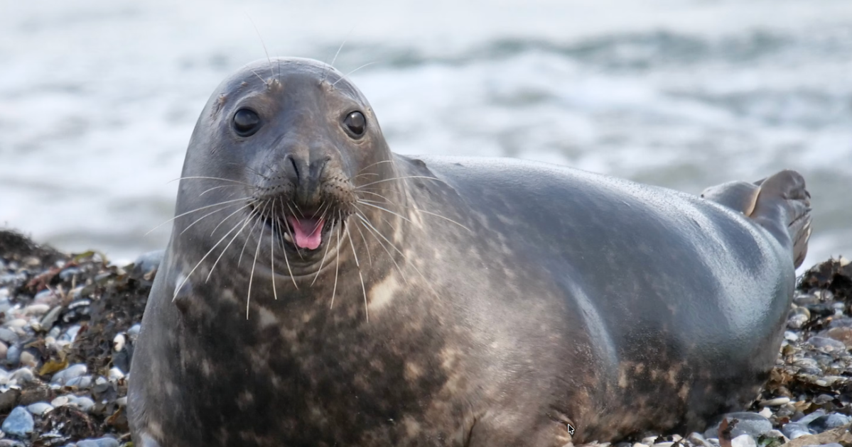 Science, True Stories, Animals, History, Good News