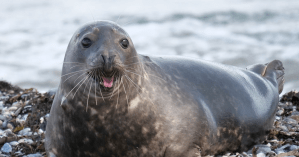 Science, True Stories, Animals, History, Good News