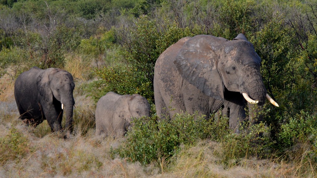 elephants, africa, kruger national park