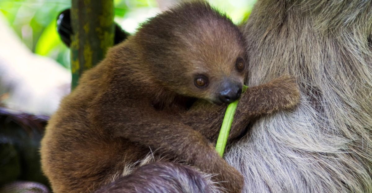 A baby sloth