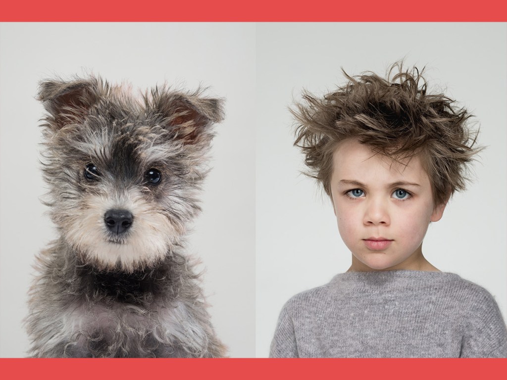 Benji, dog, Harper, lookalike