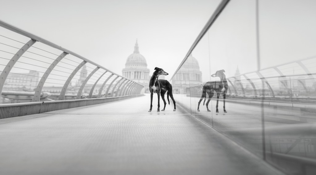 Dog Photography Awards, photo, winner