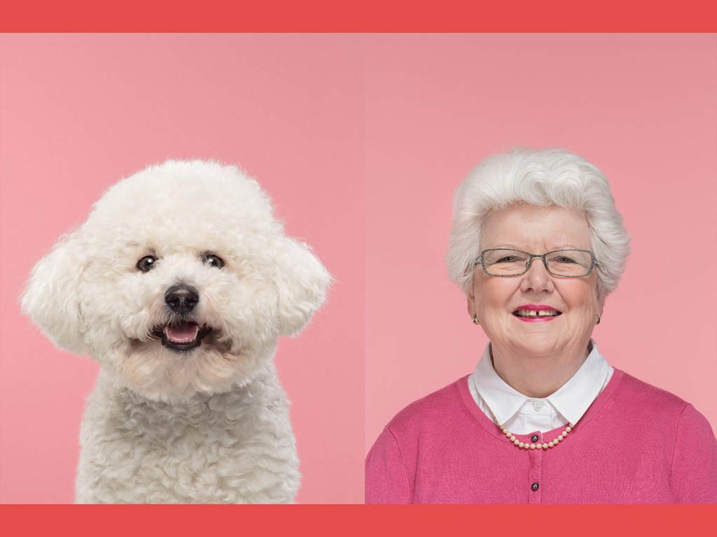 Jessica, Bichon Frise, dog, Buddy