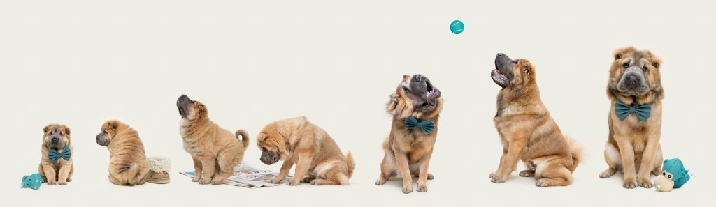 Dog Photography Awards, photo, winner